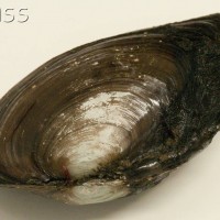 Duck Mussel